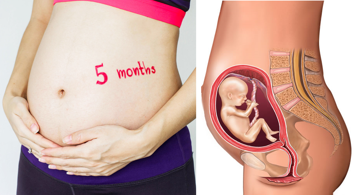 Quinto mese di gravidanza, il feto inizia a muoversi. Ma cos’altro sa fare?