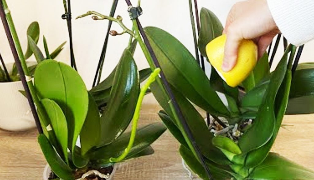 Orchidée - le secret d’une floraison abondante et de feuilles fortes et saines