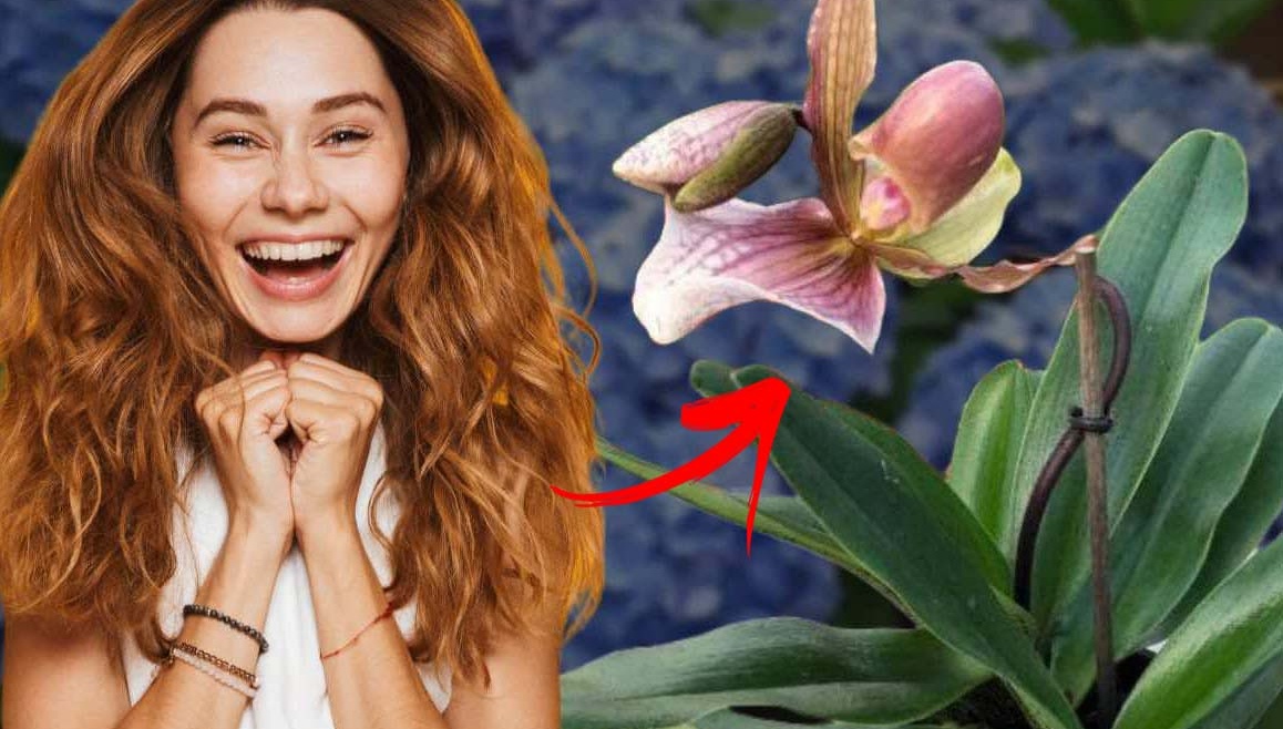 Finiamola con le ortensie, è questa l’unica pianta che ti invidieranno tutti: è una meraviglia!