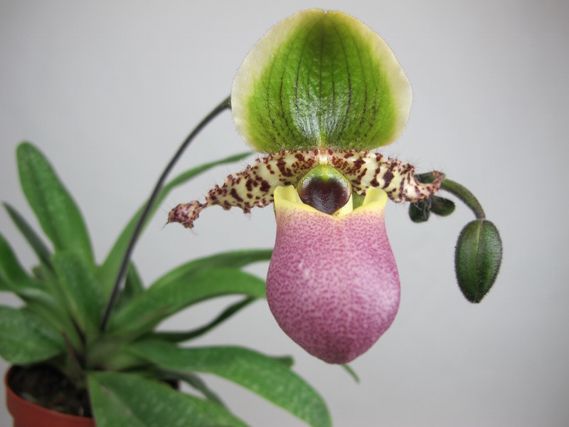 Orchidea Pinocchio