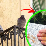 Piccioni e uccelli, è solo con questo trucchetto che li allontani veramente dalle finestre e balconi!