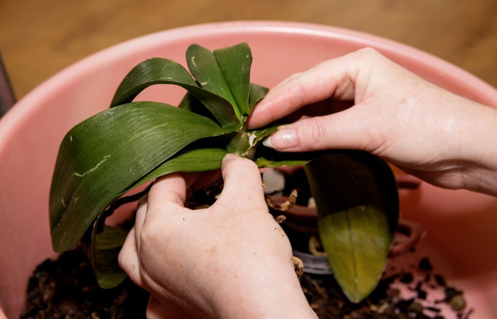 Orchidea appassita! Il semplice trucco che utilizzano i fiorai per curarla. Incredibile!