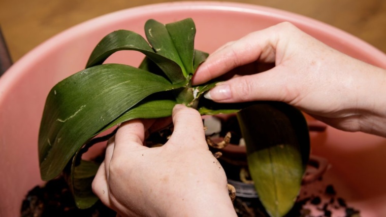 Orchidea appassita! Il semplice trucco che utilizzano i fiorai per curarla. Incredibile!