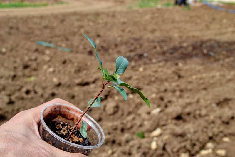 Pistacchi in vaso