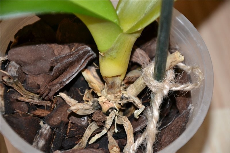 Pudrición de la raíz de la orquídea
