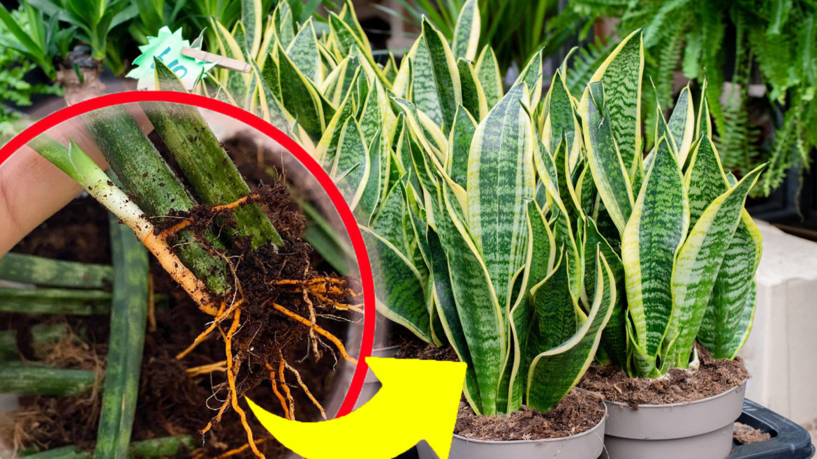 Sansevieria, neanche una foglia gialla e secca: se fai così lo avrai sempre rigoglioso e forte!