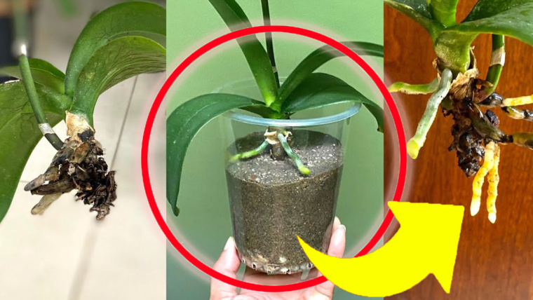 Orchidea senza radici: non tutti lo sanno, ma se fai così puoi farla rinascere velocemente!