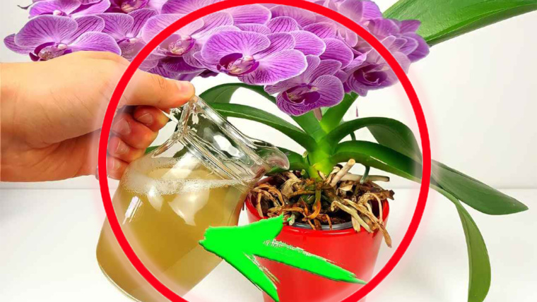 Fioritura immediata e rigogliosa, usa questo nelle tue piante: è molto più potente dell’acqua!