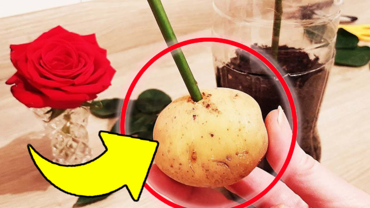 Riprodurre le rose all’infinito senza spendere un euro, fatelo con una patata: è semplicissimo!